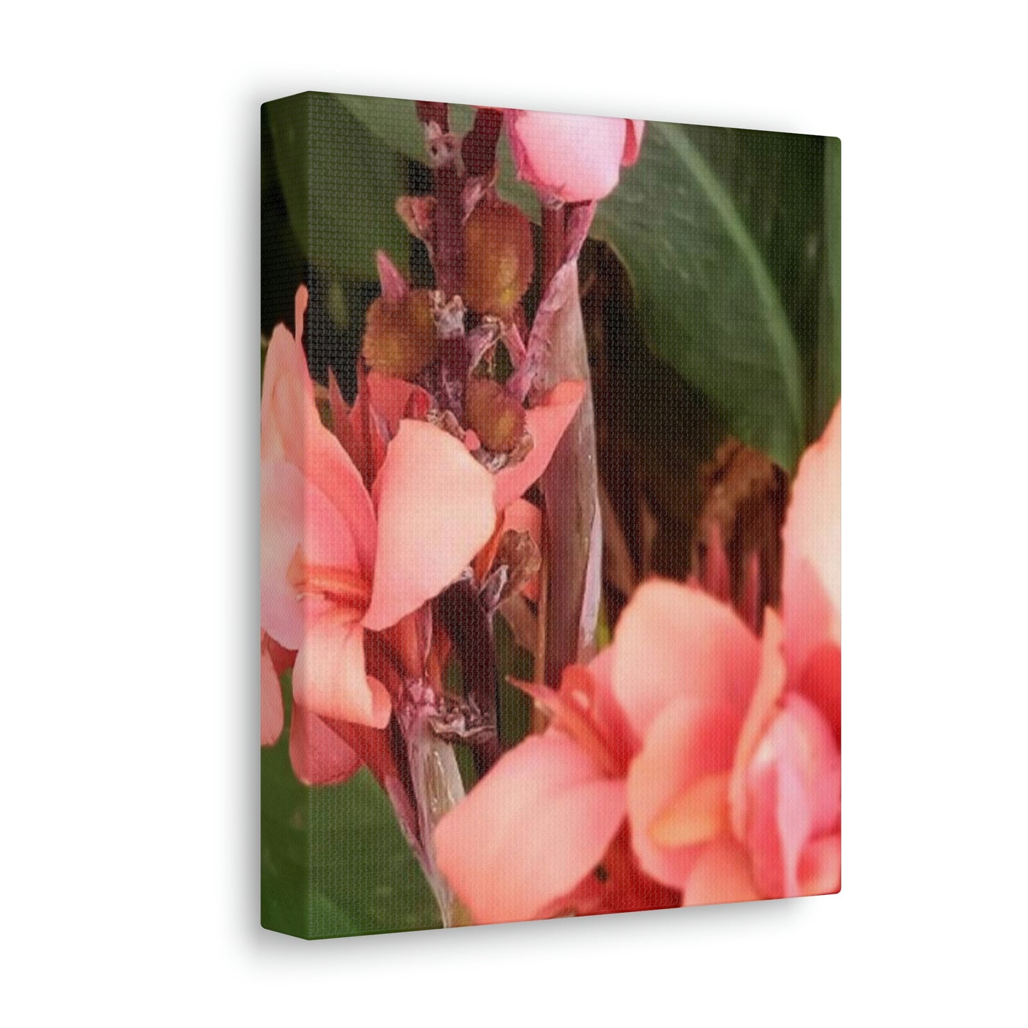 Art Prints & Wall Art, Canvas Gallery with Pink Canna Flower