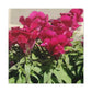 Magenta Snapdragon | Wall Art Canvas | High Bloom Collection | Life By Ortavia
