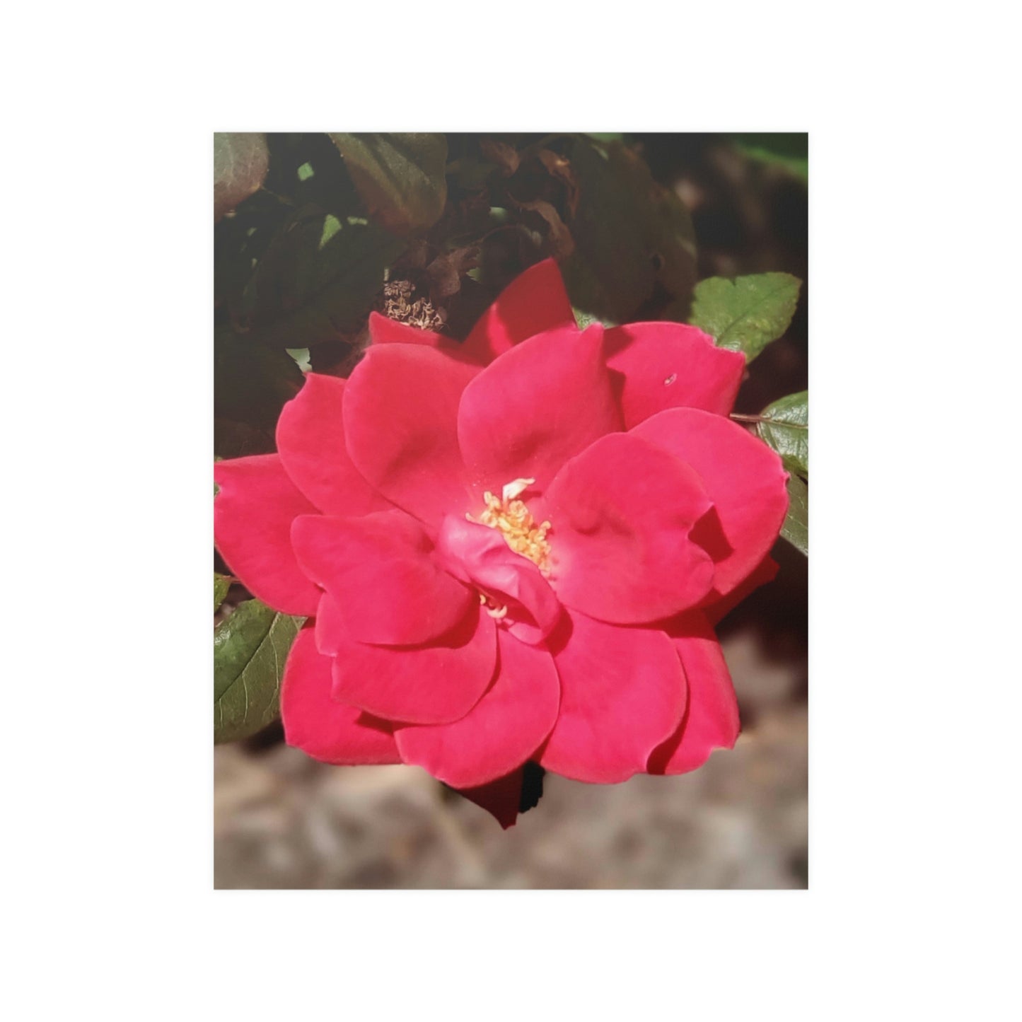 Knockout | Satin Posters (210gsm) | High Bloom Collection | Life By Ortavia
