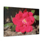 Knockout | Wall Art Print | High Bloom Collection | Life By Ortavia
