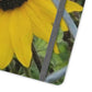 Sunflower Behind A Fence | Folio Phone Case | High Bloom Collection | Life By Ortavia