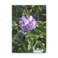 Purple Texas Mountain Laurel | Wall Art Canvas