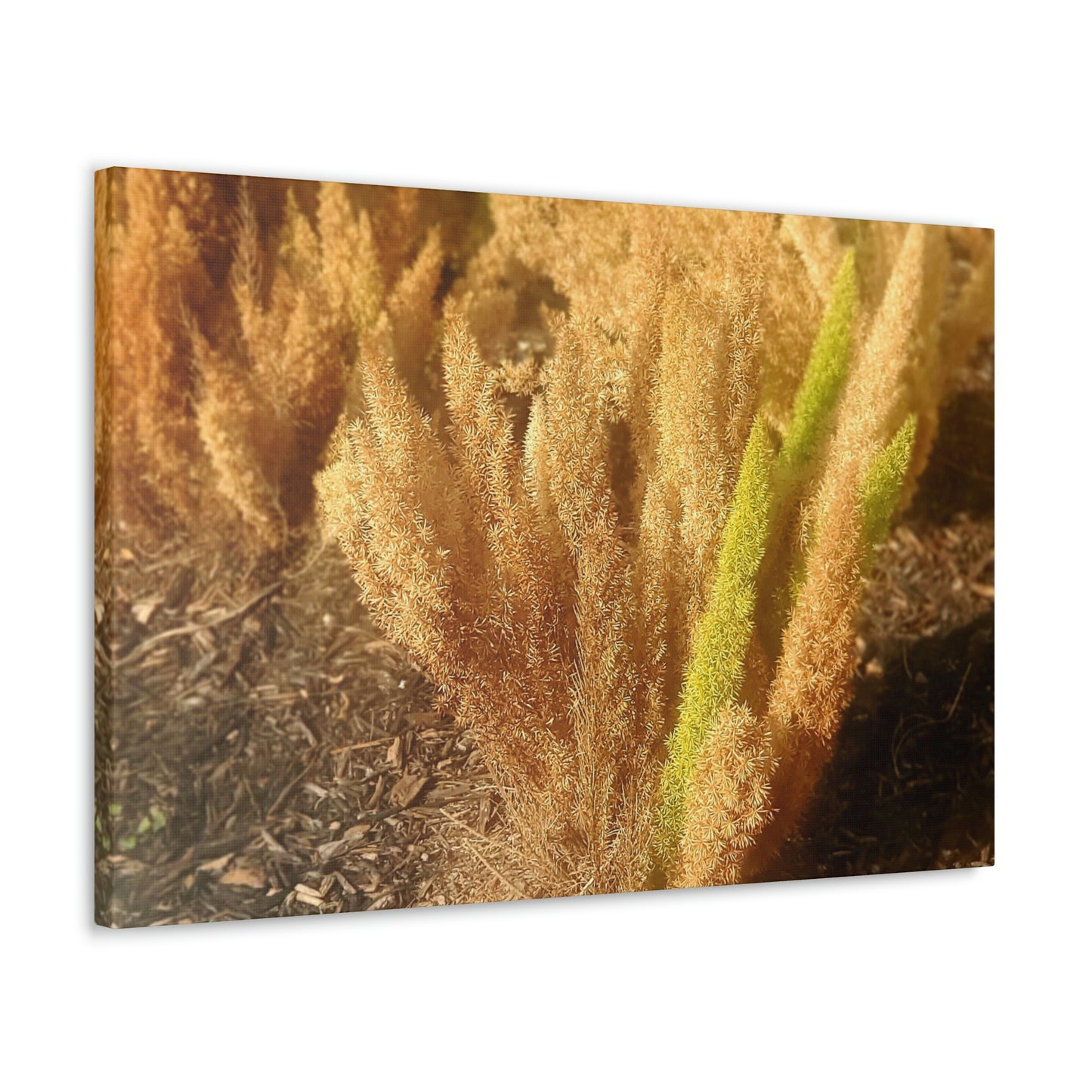 Golden Foxtail Fern | Wall Art Canvas | High Bloom Collection | Life By Ortavia