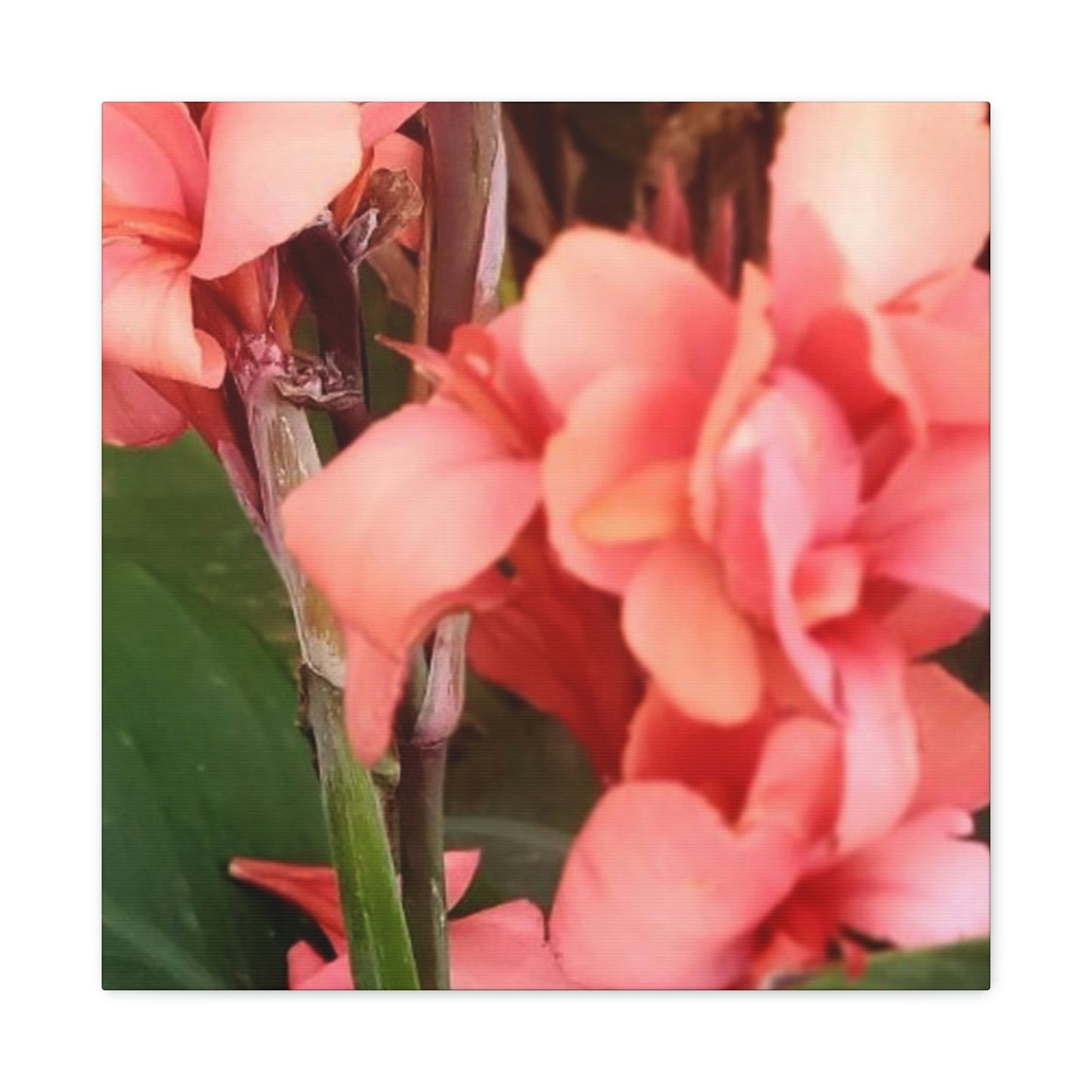 Art Prints & Wall Art, Canvas Gallery with Pink Canna Flower