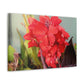 Red Canna | High Bloom Collection | Wall Art Print | Life By Ortavia