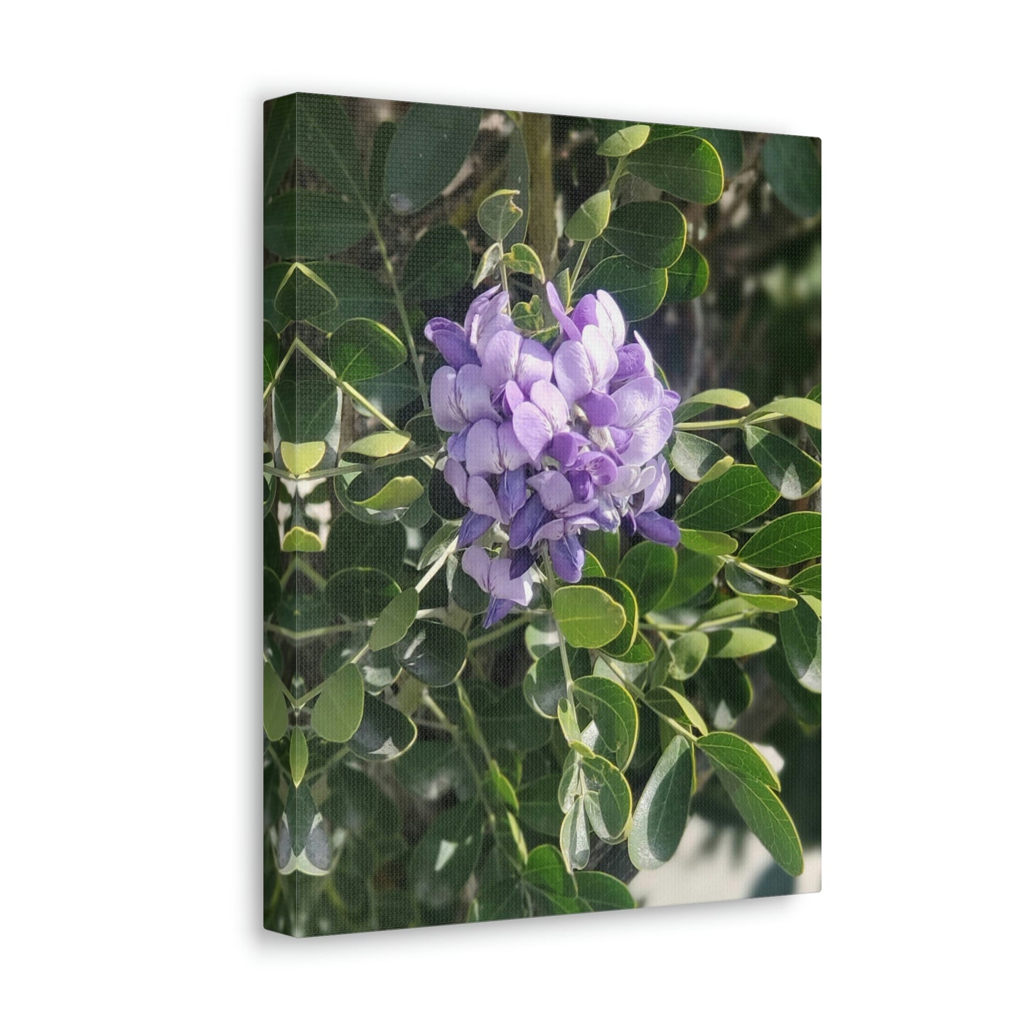 Purple Texas Mountain Laurel | Wall Art Canvas