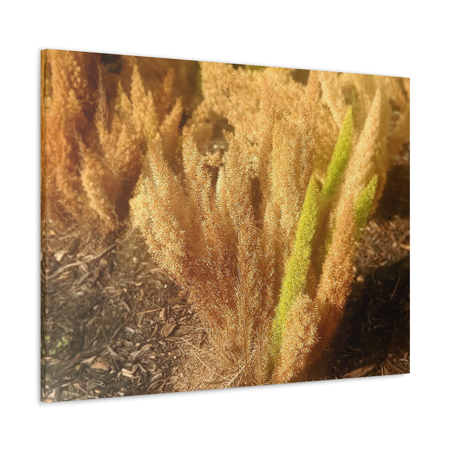 Golden Foxtail Fern | Wall Art Canvas | High Bloom Collection | Life By Ortavia