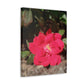 Knockout | Wall Art Print | High Bloom Collection | Life By Ortavia