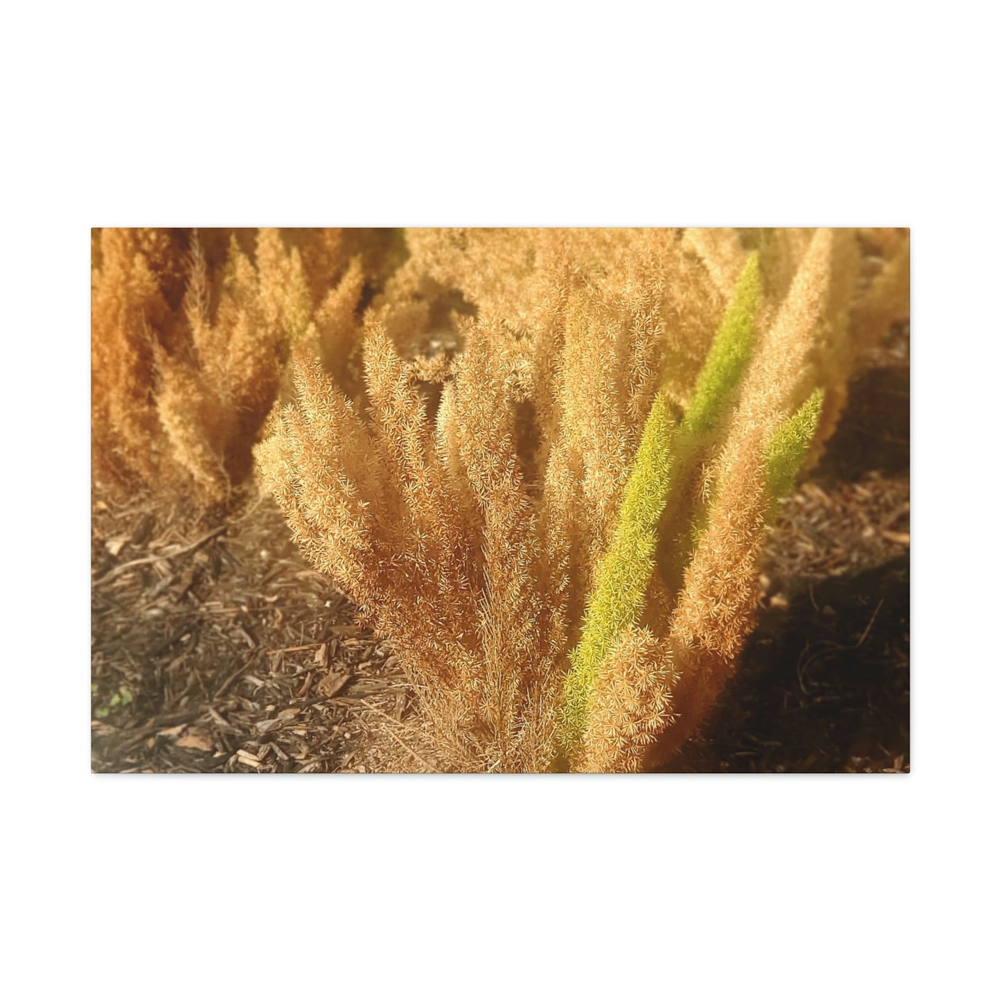 Golden Foxtail Fern | Wall Art Canvas | High Bloom Collection | Life By Ortavia