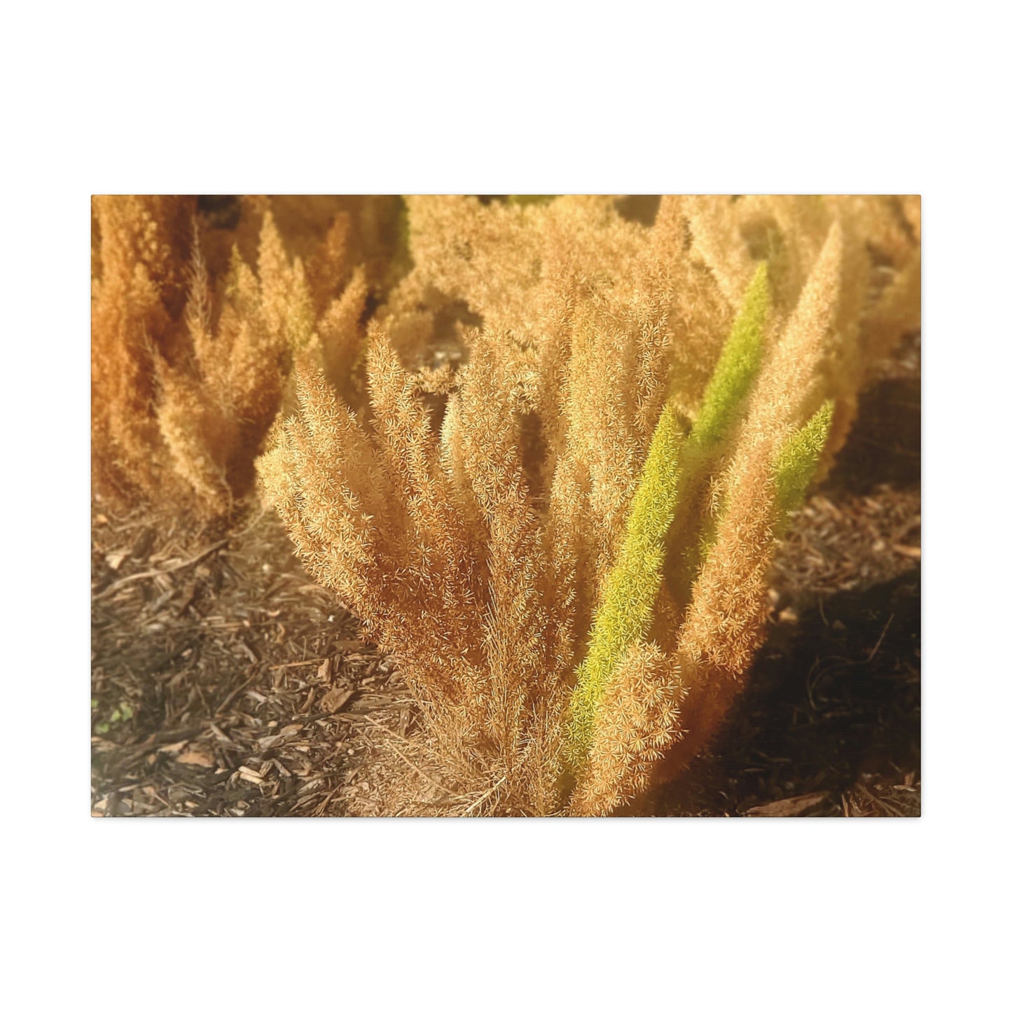 Golden Foxtail Fern | Wall Art Canvas | High Bloom Collection | Life By Ortavia