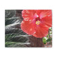 Art Prints & Wall Art, Gallery Canvas with Peach Hibiscus Flower
