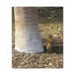 Squirrel and A Nut | Wall Art Print | Urban Geographic Collection | Life By Ortavia