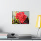 Red Canna | High Bloom Collection | Wall Art Print | Life By Ortavia