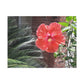 Art Prints & Wall Art, Gallery Canvas with Peach Hibiscus Flower