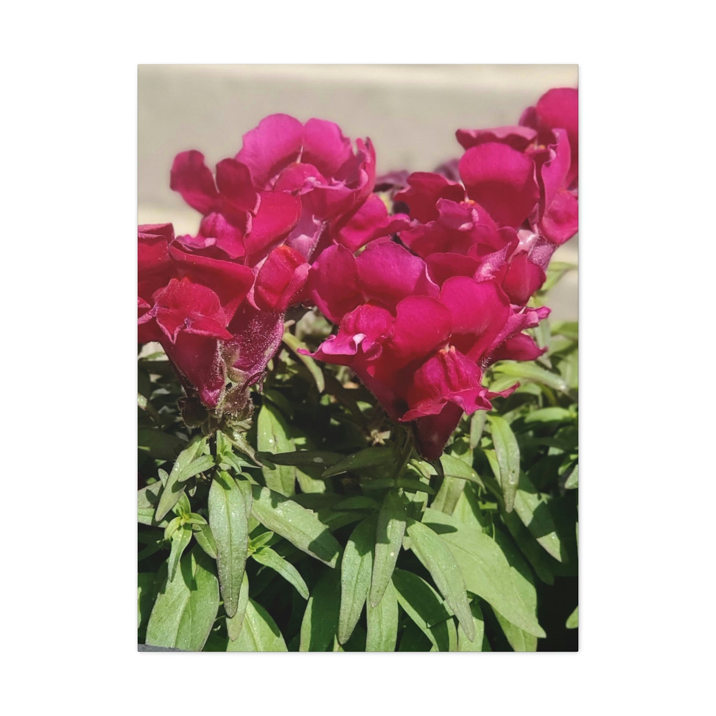 Magenta Snapdragon | Wall Art Canvas | High Bloom Collection | Life By Ortavia