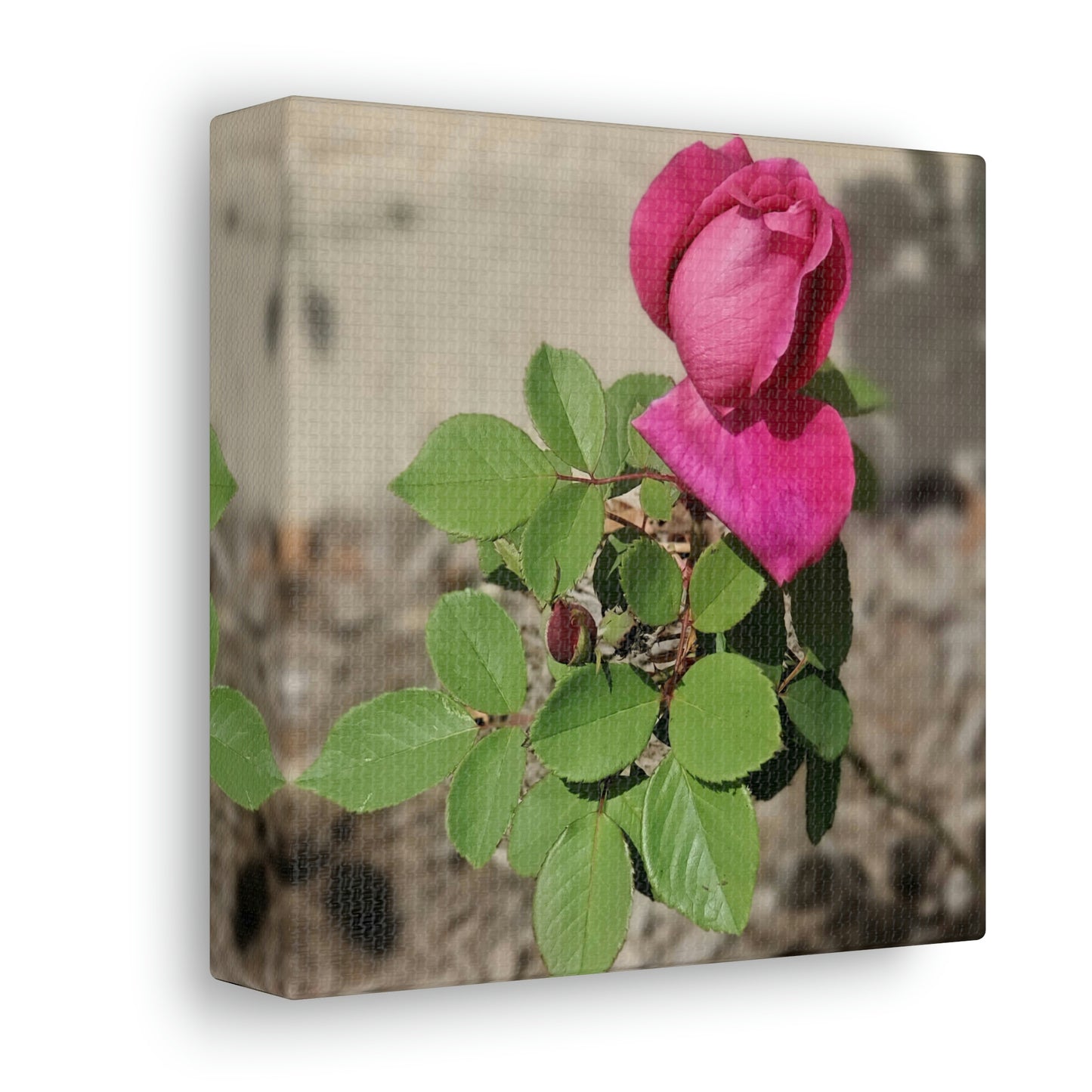 Dear Pink Rosa | High Bloom Collection | Canvas | Life By Ortavia
