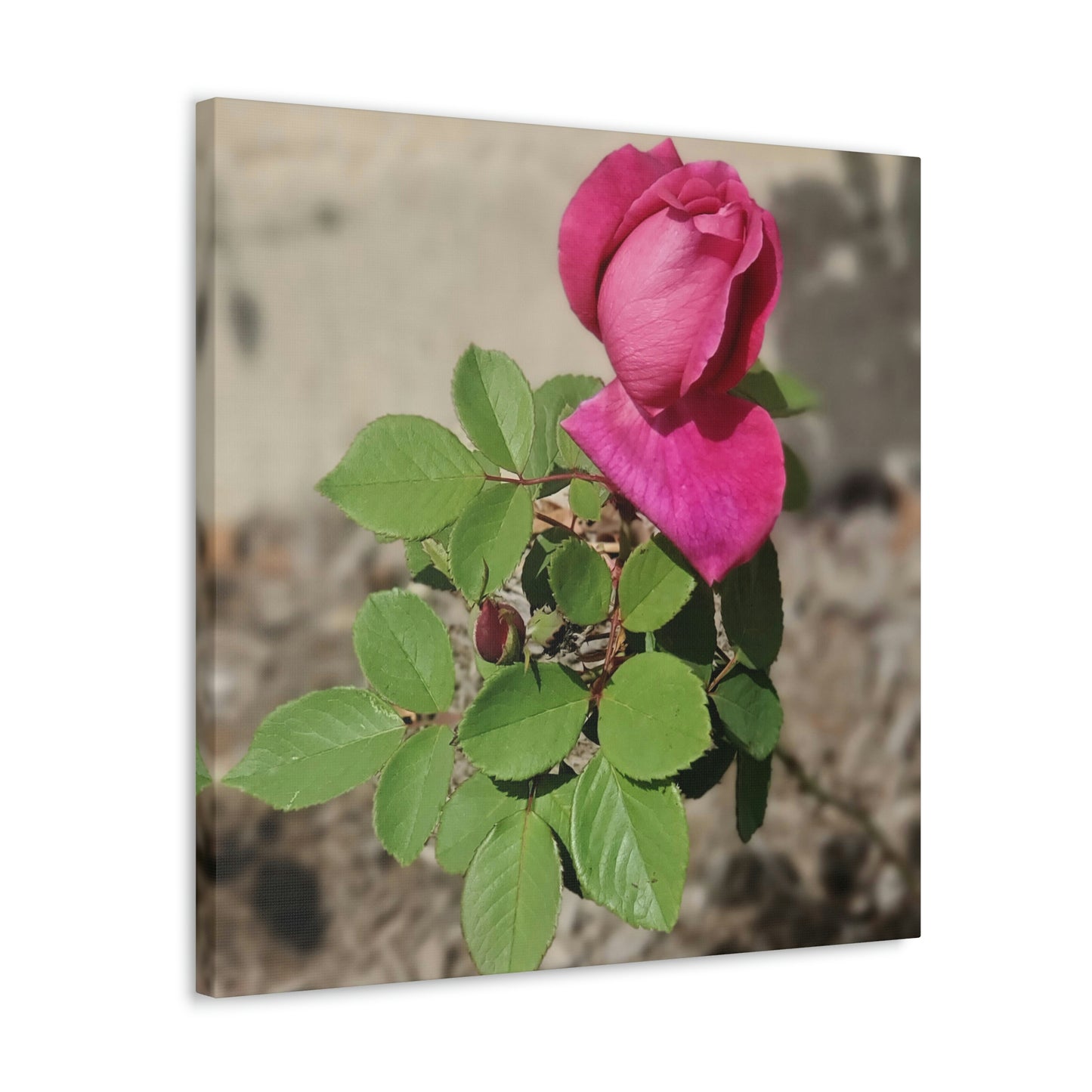 Dear Pink Rosa | High Bloom Collection | Canvas | Life By Ortavia