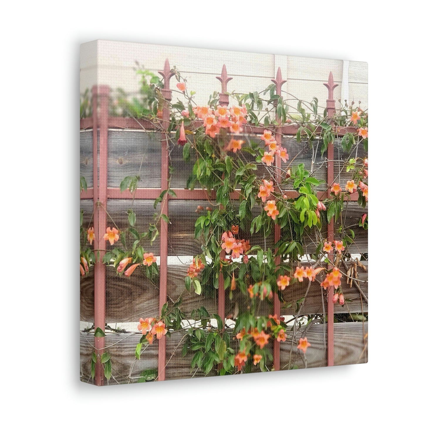Flowers On A Rugged Fence | Wall Art Canvas | High Bloom Collection | Life By Ortavia