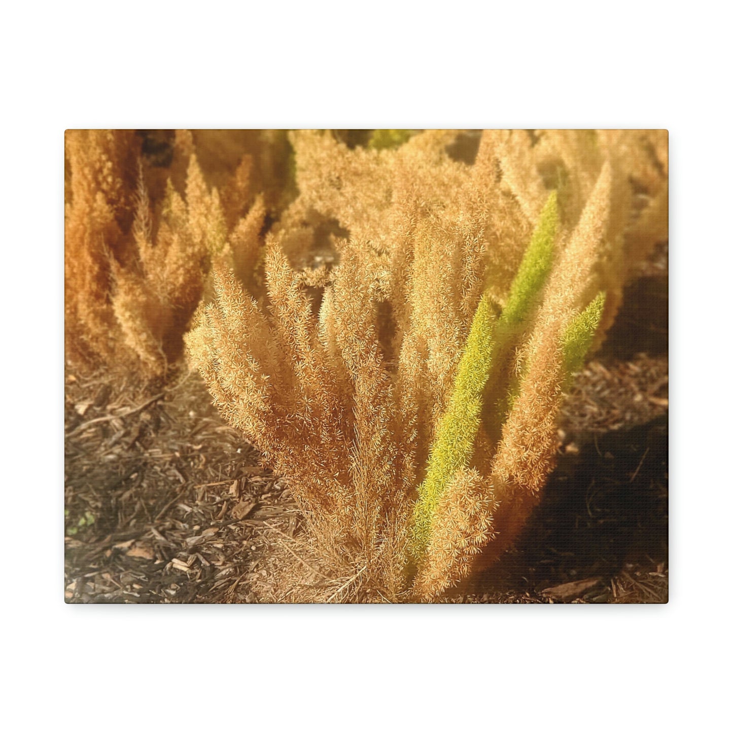 Golden Foxtail Fern | Wall Art Canvas | High Bloom Collection | Life By Ortavia