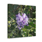 Purple Texas Mountain Laurel | Wall Art Canvas