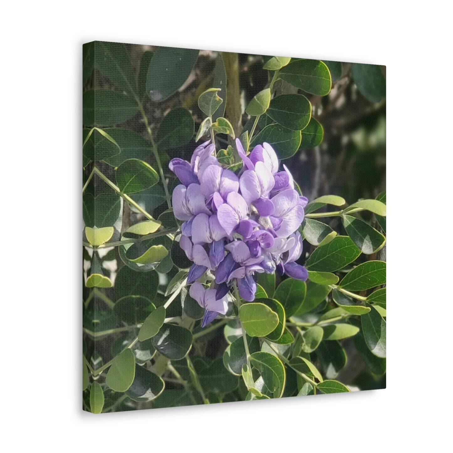 Purple Texas Mountain Laurel | Wall Art Canvas