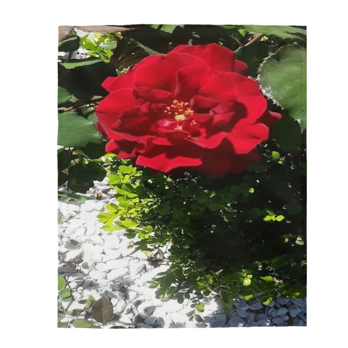 Cozy Velveteen Plush Throw Blanket with Europeana Red Rose Design 30x40 50x60 60x80