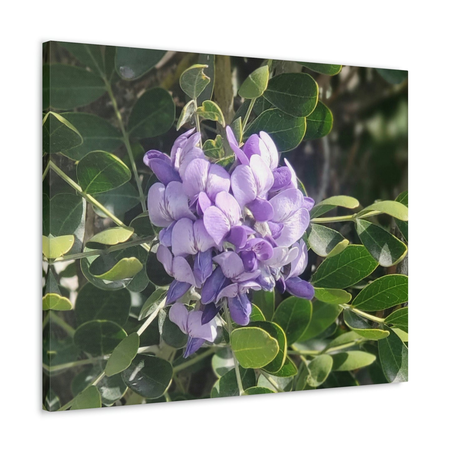 Purple Texas Mountain Laurel | Wall Art Canvas
