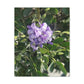 Purple Texas Mountain Laurel | Wall Art Canvas