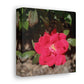 Knockout | Wall Art Print | High Bloom Collection | Life By Ortavia