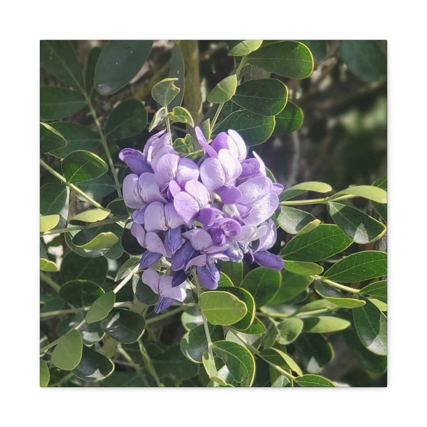 Purple Texas Mountain Laurel | Wall Art Canvas