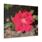 Knockout | Wall Art Print | High Bloom Collection | Life By Ortavia