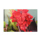 Red Canna | High Bloom Collection | Wall Art Print | Life By Ortavia