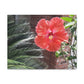 Art Prints & Wall Art, Gallery Canvas with Peach Hibiscus Flower