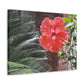 Art Prints & Wall Art, Gallery Canvas with Peach Hibiscus Flower