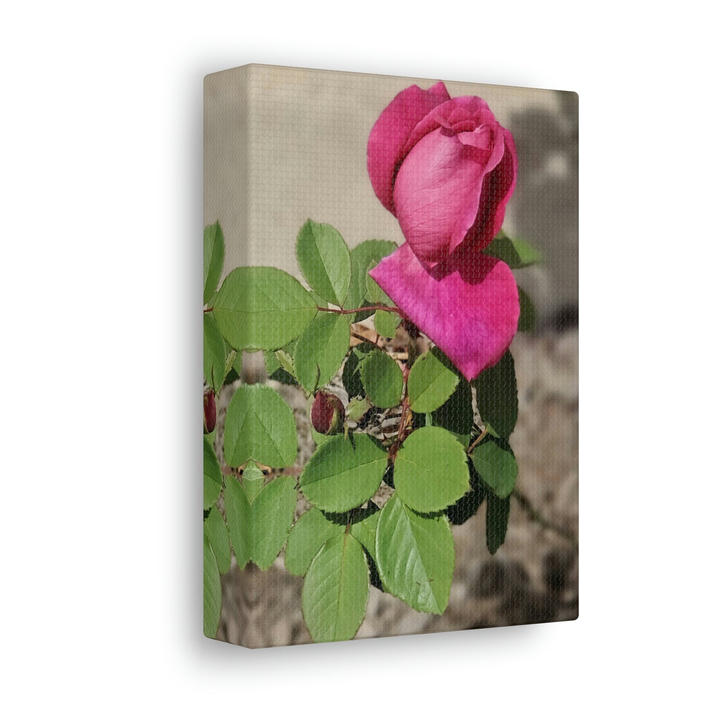 Dear Pink Rosa | High Bloom Collection | Canvas | Life By Ortavia