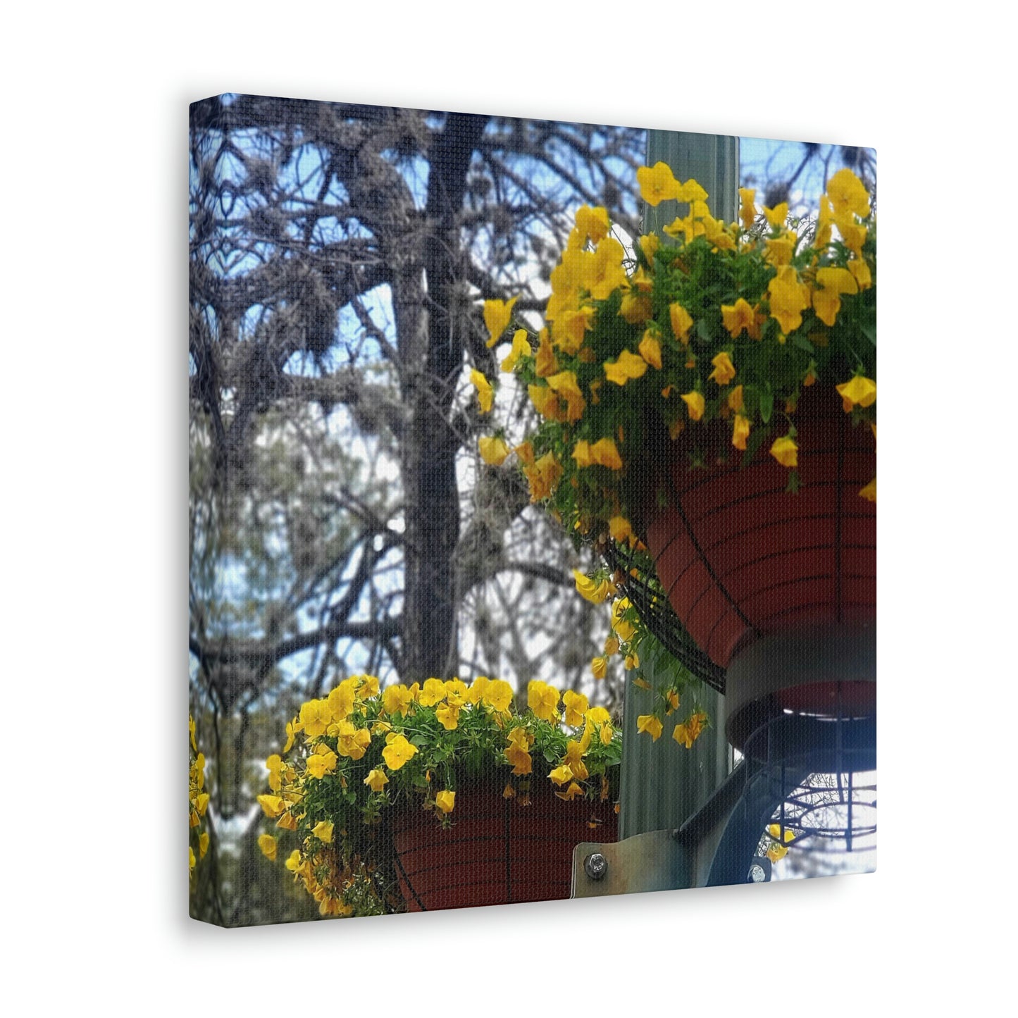 Yellow Pansies Downtown | Wall Art Canvas | High Bloom Collection | Life By Ortavia