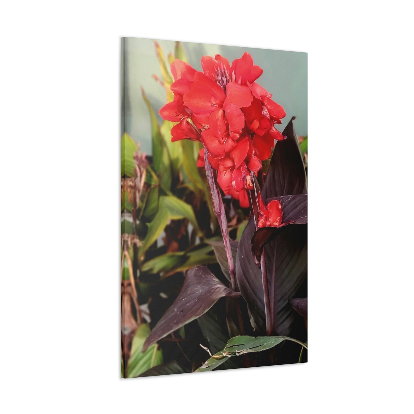 Red Canna | High Bloom Collection | Wall Art Print | Life By Ortavia