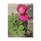 Dear Pink Rosa | High Bloom Collection | Canvas | Life By Ortavia