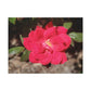 Knockout | Wall Art Print | High Bloom Collection | Life By Ortavia