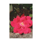 Knockout | Wall Art Print | High Bloom Collection | Life By Ortavia