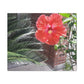 Art Prints & Wall Art, Gallery Canvas with Peach Hibiscus Flower