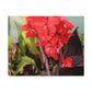 Red Canna | High Bloom Collection | Wall Art Print | Life By Ortavia