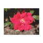 Knockout | Wall Art Print | High Bloom Collection | Life By Ortavia