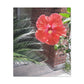 Art Prints & Wall Art, Gallery Canvas with Peach Hibiscus Flower