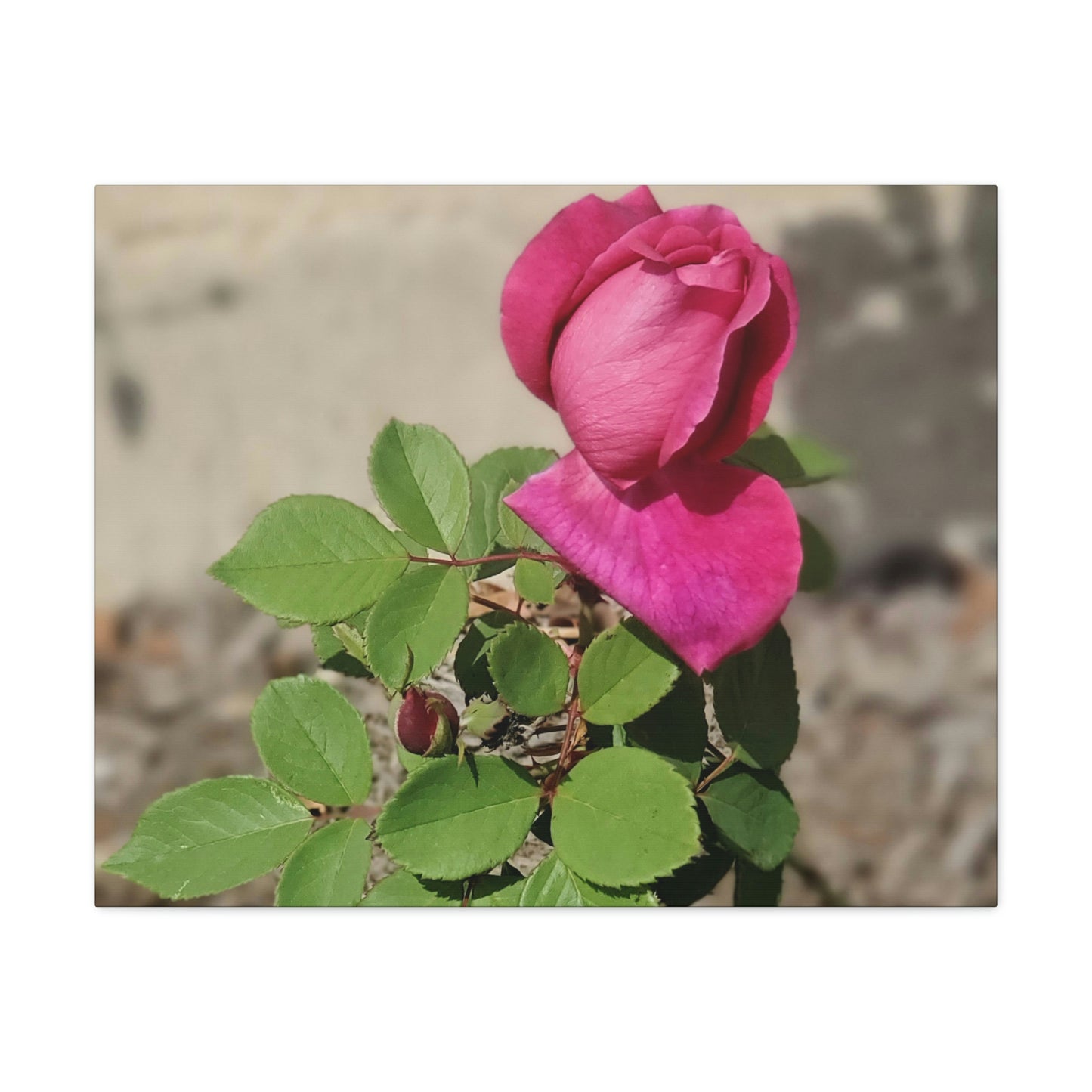Dear Pink Rosa | High Bloom Collection | Canvas | Life By Ortavia