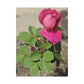 Dear Pink Rosa | High Bloom Collection | Canvas | Life By Ortavia