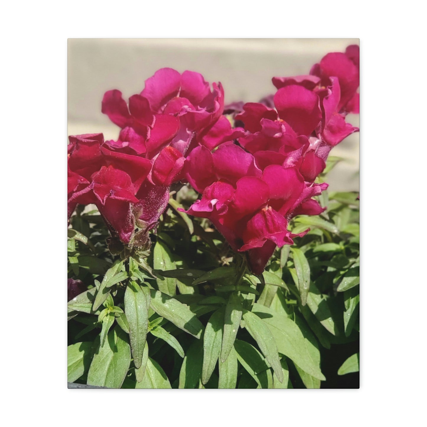 Magenta Snapdragon | Wall Art Canvas | High Bloom Collection | Life By Ortavia