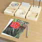 Peach Hibiscus Flower Fine Art Postcards