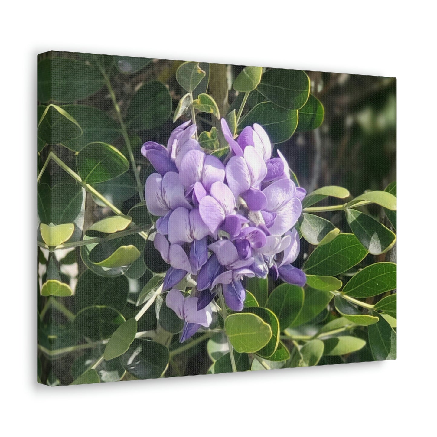 Purple Texas Mountain Laurel | Wall Art Canvas