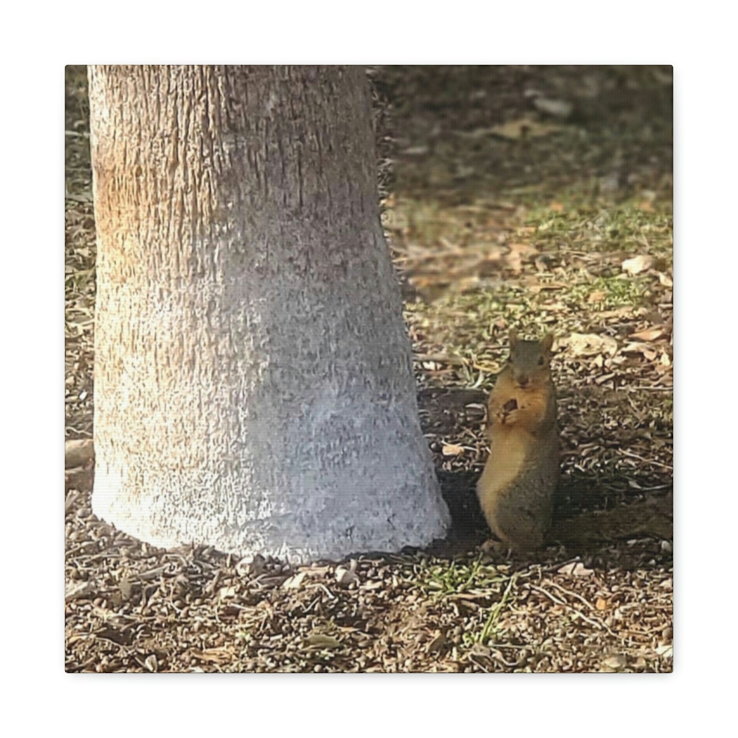 Squirrel and A Nut | Wall Art Print | Urban Geographic Collection | Life By Ortavia